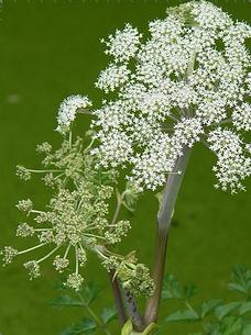 angelica