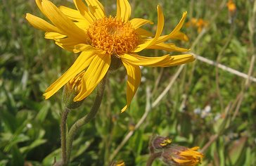 arnica_montana