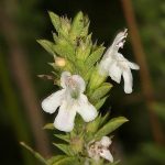 Plantas medicinales, Ajedrea