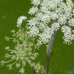 plantas medicinales, angélica