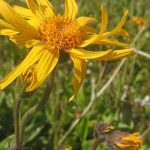 Plantas Medicinales, Arnica (Arnica Montana)